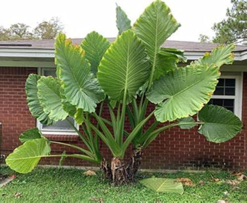 Elephant Ears for Planting UK Strong Plants That Grow Well Hardy Perennial Greening Excellent Display Indoor and Outdoor Perennial -3Bulbs-greenG