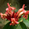 100 piezas semillas de plantas de interior de flores púbicas, Aeschynanthus, flores para balcon, jardin semillas de flores, plantas exóticas Balcón de flores, plantas resistentes