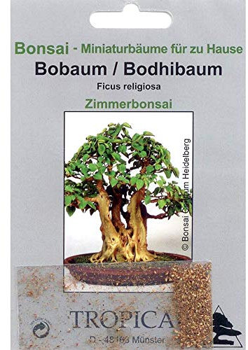Tropica - Bonsai - Bobaum/Bodhibaum (Ficus religiosa) - 200 semi