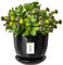botle Keramiktopf Pflanztopf Blumenchale Übertopf Pflanzkübel handbemalt D 305 mm schwarz Keramik inkl. Untersetzer Wasserablaufloch