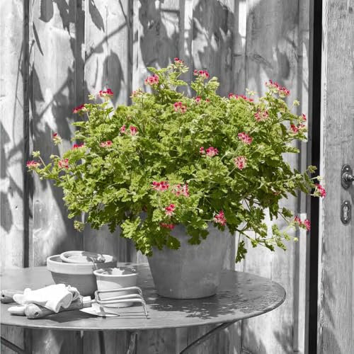 Geranium 'Concolor Lace' 2L Plant. Scented Cherry-Pink Flowers. Pelargonium. Available from Bedwen Plants
