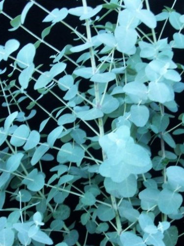 Eucalyptus gunnii Cider Gum Silver Dollar Eucalyptus 5 Samen