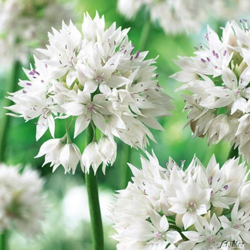 Allium Graceful Beauty - 5 Zwiebeln Zierlauch/Kugellauch - Blumenzwiebeln zum Pflanzen und Verwildern, Blüten in Weiß, mehrjährig, winterhart von Garten Schlüter