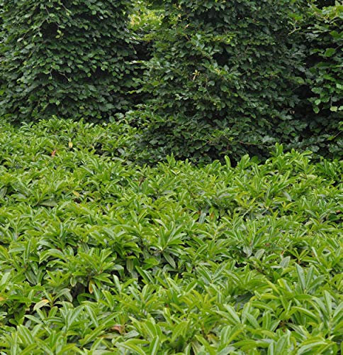 Bodendecker Lorbeerkirsche Mount Vernon 15-20cm - Prunus laurocerasus - lebende Gartenpflanze aus den Baumschulen