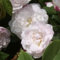 Blush Noisette - Old Fashioned Shrub Rose - Bare Root Rose