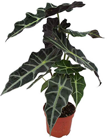 Alocasia Polly - Planta de interior exótica con orejas de elefante en maceta de 12 cm
