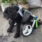 Hunde Rollstuhl Hunderollstuhl Hunderollwagen Hunderollstuhl Small Medium Large Für Hinterbeine, Haustierrollstuhl Für Hunde Und Katzen Mit Leine, Rehabilitationswagen Für Die Hinterbeine, Verstellbar