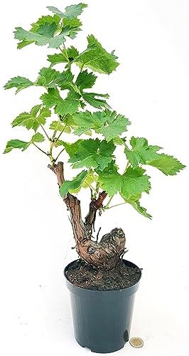 POWERS TO FLOWERS - VITE BONSAI AD UVA FRAGOLA BIANCA, ALTEZZA 35/40CM, pianta vera