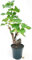 POWERS TO FLOWERS - VITE BONSAI AD UVA FRAGOLA BIANCA, ALTEZZA 35/40CM, pianta vera