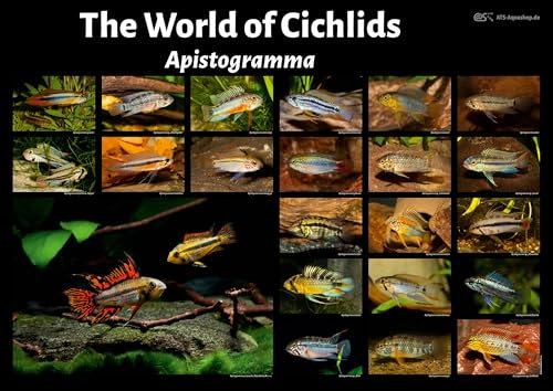 Nature2Arts Poster: The World of Cichlids - Apistogramma, groß
