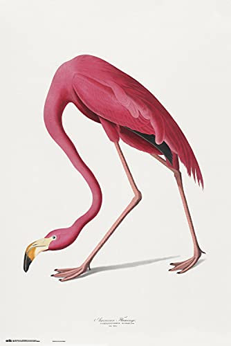 Grupo Erik American Flamingo Poster - Deko Wohnzimmer oder Deko Schlafzimmer - Deko Wohnzimmer - Größe : 61 x 91 - Kunstdruck - Space Odyssey 2001 Fanartikel