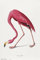Grupo Erik American Flamingo Poster - Deko Wohnzimmer oder Deko Schlafzimmer - Deko Wohnzimmer - Größe : 61 x 91 - Kunstdruck - Space Odyssey 2001 Fanartikel