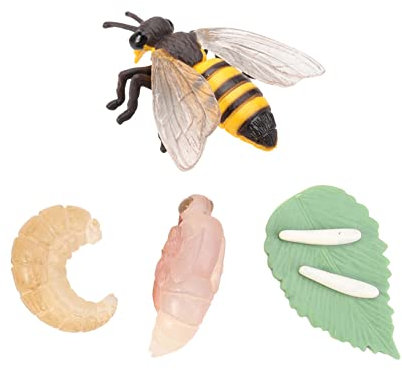 PHENOFICE 1 Satz Lebensphasenmodell Biene Spielzeug Tiermodell Lebenszyklus Spielzeug Miniaturfiguren Ausstellungsmodelle Bienen Dekorationen Lernspielzeug Für Kinder Miniaturen Tiere Abs