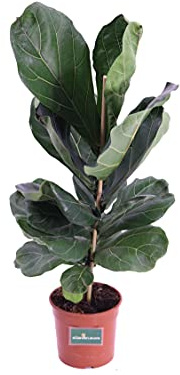 Pianta di Ficus Lyrata varietà Lyrata Pianta da interno di Ficus Lyrata Pianta ornamentale di Ficus Pianta vera di Ficus Lyrata venduta da eGarden.store