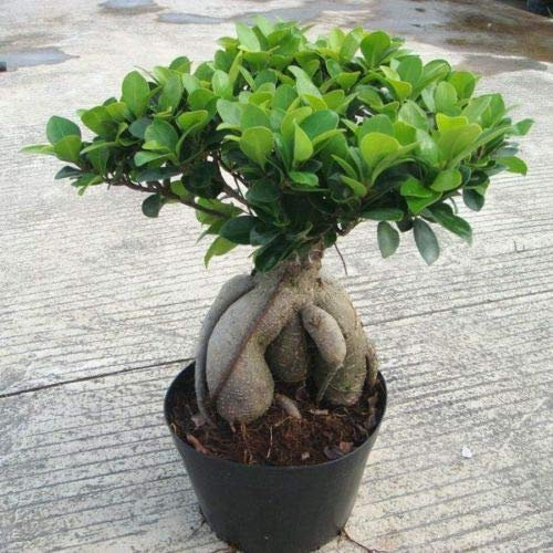 Portal Cool 20Pcs Semi Ficus Ficus Ginseng Microcarpa rari Home Giardino Balcone