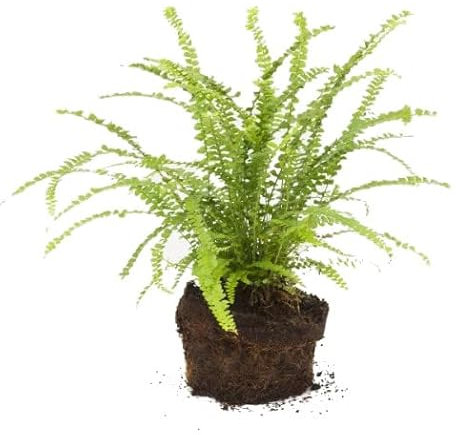 DECOALIVE Helecho Rizado Planta Natural de Interior muy Resistente Color Verde Intenso