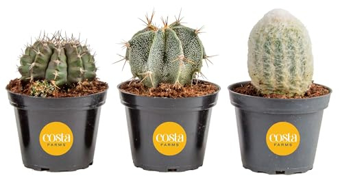 Costa Farms Cactus, Live Indoor Plant, Easy Care, Home Decor