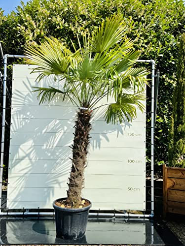 Trachycarpus Fortunei, stammhöhe 140/160cm, gesamthöhe 250cm, Winterhart, palme, hanfpalme, A+,Chinesische hanfpalme