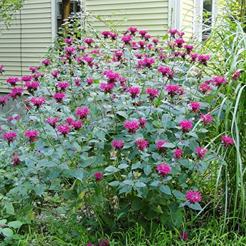 Purplish Lilac BeeBalm - 1100 Seeds - Monarda Citriodora Lemon Bee Balm + Freebie + Plant tag -