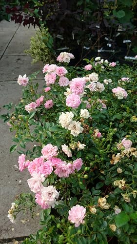 Rose The Fairy, zauberhaft Kleinstrauchrose, Bodendeckerrose mit kleinen Blüten