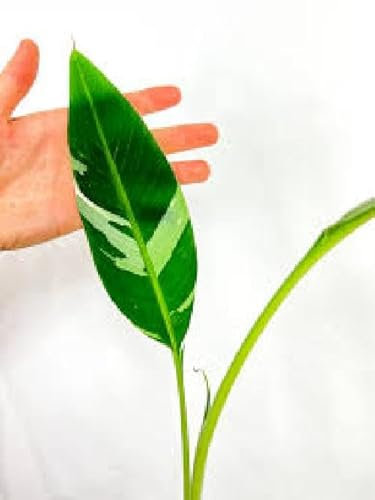 Musa Florida Variegata, banano variegato pianta rara tropicale vaso 10,5cm H60cm