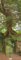 DUMONT - Bäume 2025 Wankalender, 34x98cm, Kalender mit den grünen Lungen unserer Erde, zwölf spektakuläre Bilder von Bäumen zu verschiedenen Jahreszeiten, internationales Kalendarium: Trees