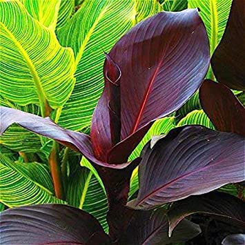 20 Pcs/Bag Canna Seeds Garden Perennial Seedss Bonsai Potted Flower Seed Variety Complete The Budding Rate 98% (Mixed Colors) Light Green: Seeds Only