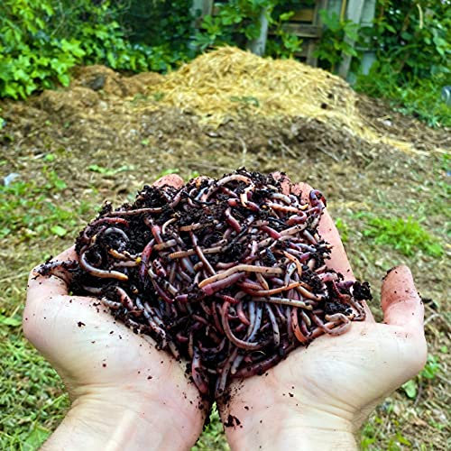 10,000 STK. Kompostwürmer (5kg) | Regenwürmer Eisenia, Würmer in Ihren Garten oder Gemüsebeet einführen/hinzufügen, sehr schnelle Vermehrung