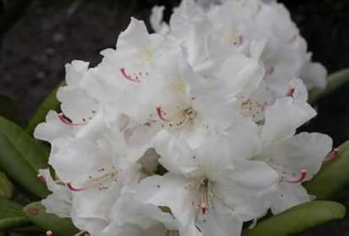Rhododendron yakushimanum Yours Truly - Ball-Rhododendron - 25-30cm