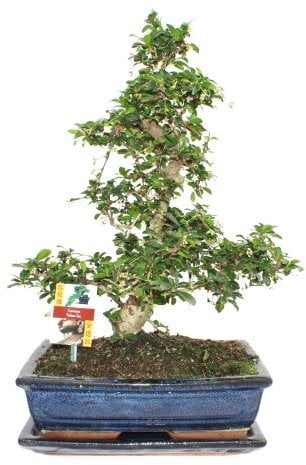 Exotenherz - Bonsai Fukientee - Carmona microphylla - ca. 12-15 Jahre