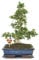 Exotenherz - Bonsai Fukientee - Carmona microphylla - ca. 12-15 Jahre