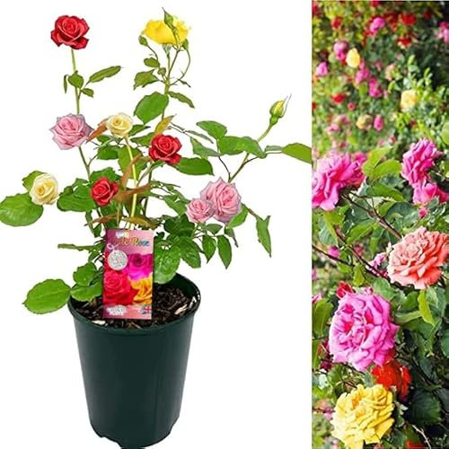 LGBTQ+ Pride Rose - Tricolour Rose Bush - Give a Living Gift