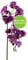 CREATIV green stilvolle Phalaenopsis Kunstorchidee 86cm in lila I künstliche Orchideen wie echt mit naturgetreuen Blüten I Pflegeleichte & täuschend echte Kunstblumen I Ideal als Blumen Deko