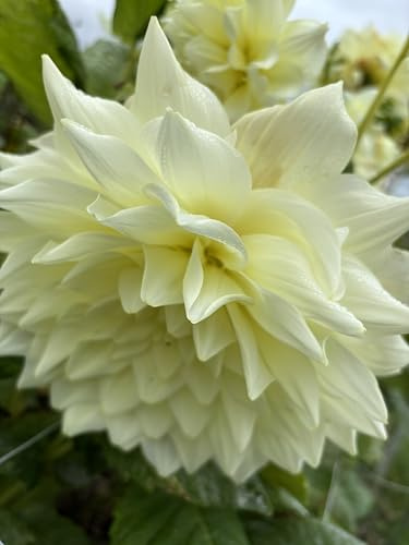 Dahlia 'Ice Breaker' Dinner-Plate Type (Tuber) Free UK Postage