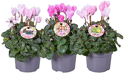 DECOALIVE Cyclamen de Invierno y Primavera Pack 3 Plantas Naturales con Flores