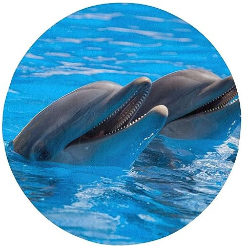 Cooler Delfin-Teppich, rund, superweich, rund, rutschfest, Badvorleger, moderner Teppich, waschbar, Fußmatten, ästhetisches Design für Wohnzimmer, Sofa, Schlafzimmer, 61 cm