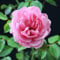 Rose rosa 1 Stück | Bodendeckerrose Rosa the Fairy Intragarten im Topf gewachsen Rosenbusch