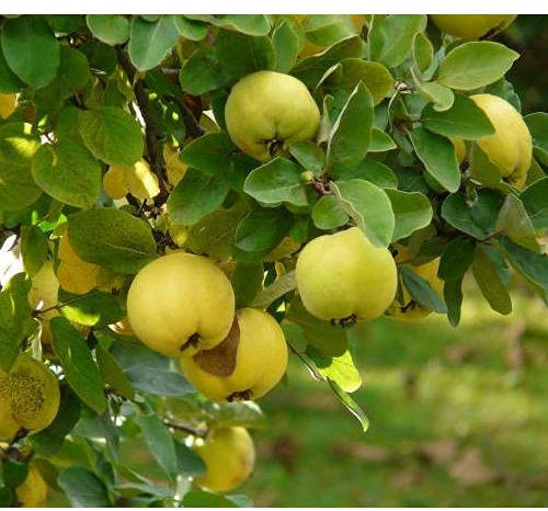 Huifang 50 Stück Ziziphus Jujube Baumsamen