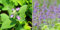 Catnip Seeds 300+ Nepeta Cataria Catmint Herb