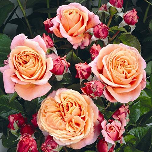 Nostalgische Edelrose 'Mary Ann'®, dunkelorange und aprikot farbene Edelrose, wurzelnackt, winterhart, robust, mehrjährig, Qualität aus Müllers Baumschule, inkl. Pflanz- und Pflegeanleitung