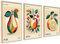 Fruit Vintage Poster Set | 3 x 30x40cm | Küche Restaurant Esszimmer Wall Art Pomelo Apfel Orange Botanical Wanddeko | ohne Rahmen