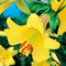COOTO Garten Lilien Zwiebeln Winterhart Mehrjährig – Gelb Trompeten Lilien Golden Splendor Regale - Blumenzwiebeln Lilien – Blumen Deko für Garten und Balkon – Garten Lilien Pflanzen
