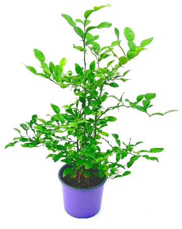 XXL Kaffir-Limette Pflanze (Citrus-hystrix) 19cm-Topf Höhe 50-70cm