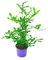 XXL Kaffir-Limette Pflanze (Citrus-hystrix) 19cm-Topf Höhe 50-70cm