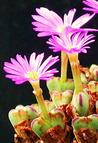 Conophytum Chauviniae, cactus exotiques rares pierres vivantes mesemb graines 30 graines