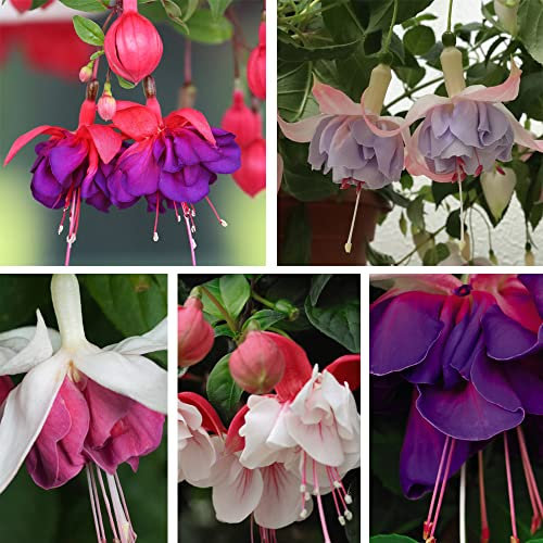 Fuchsia Plants Hardy ‘Giant Flowered Collection’ Garden Plant Half-Hardy Perennial Flowering Garden Plants Easy to Grow Your Own 10x Posti Plug Plants by Thompson and Morgan