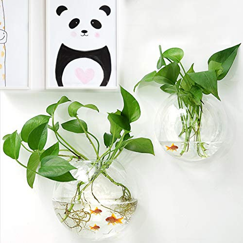 DUDNJC 5 macetas redondas para colgar en la pared, macetas de cristal, floreros de agua, floreros de aire, para plantas hidropónicas, peces, acuarios, terrarios, contenedor para decoración del hogar
