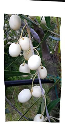 Ulivo Leucocarpa bianco pianta rara 140 cm olive bianche
