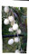 Ulivo Leucocarpa bianco pianta rara 140 cm olive bianche