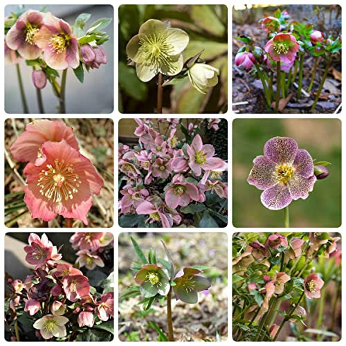 Christrosen Pflanzen Winterhart(Helleborus Thibetanus),Blumensamen Pflanzen,Nachhaltige Geschenke Bonsai Samen Helleborus BlüTen Balkonpflanzen-150stüCk(Mischen)